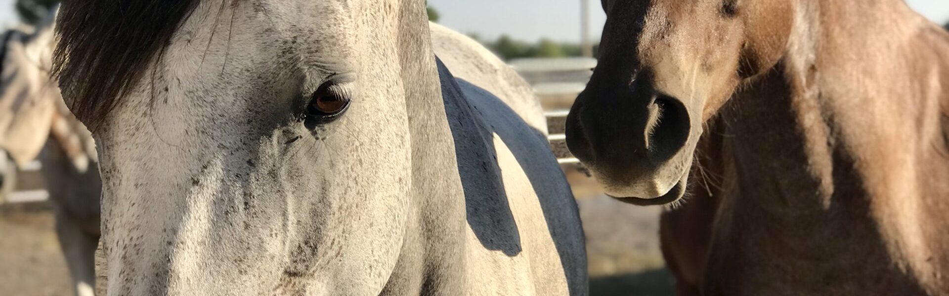 Project Horses - Hope In The Valley Equine Rescue and Sanctuary